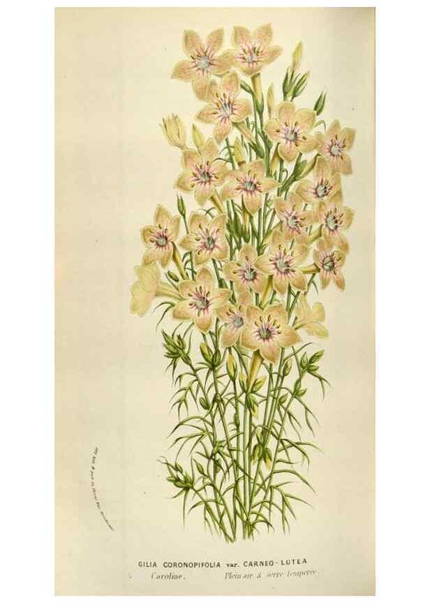 Reproducción/Reproduction 49584282552: Flore des serres et des jardins de l'Europe. A Gand :chez Louis van Houtte, eÌditeur,1845-1880.. 