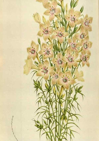 Reproducción/Reproduction 49584282552: Flore des serres et des jardins de l'Europe. A Gand :chez Louis van Houtte, eÌditeur,1845-1880.. 