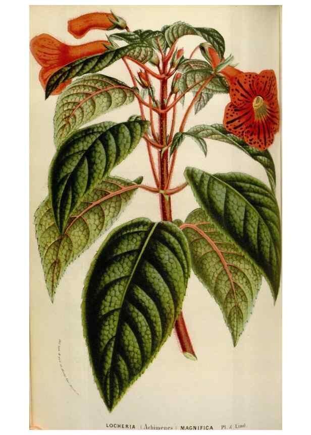 Reproducción/Reproduction 49584047541: Flore des serres et des jardins de l'Europe. A Gand :chez Louis van Houtte, eÌditeur,1845-1880.. 