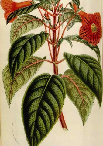 Reproducción/Reproduction 49584047541: Flore des serres et des jardins de l'Europe. A Gand :chez Louis van Houtte, eÌditeur,1845-1880.. 
