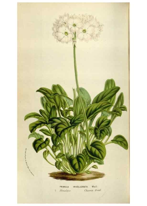 Reproducción/Reproduction 49584282862: Flore des serres et des jardins de l'Europe. A Gand :chez Louis van Houtte, eÌditeur,1845-1880.. 