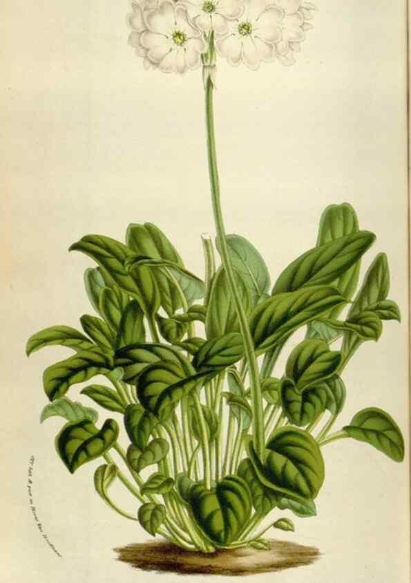 Reproducción/Reproduction 49584282862: Flore des serres et des jardins de l'Europe. A Gand :chez Louis van Houtte, eÌditeur,1845-1880.. 