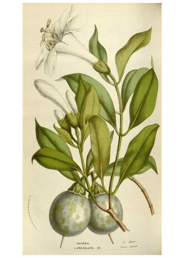 Reproducción/Reproduction 49584051086: Flore des serres et des jardins de l'Europe. A Gand :chez Louis van Houtte, eÌditeur,1845-1880.. 