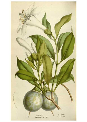 Reproducción/Reproduction 49584051086: Flore des serres et des jardins de l'Europe. A Gand :chez Louis van Houtte, eÌditeur,1845-1880.. 