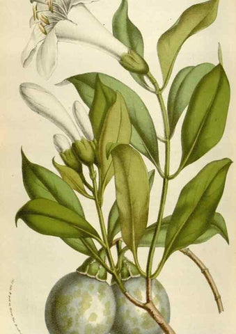 Reproducción/Reproduction 49584051086: Flore des serres et des jardins de l'Europe. A Gand :chez Louis van Houtte, eÌditeur,1845-1880.. 