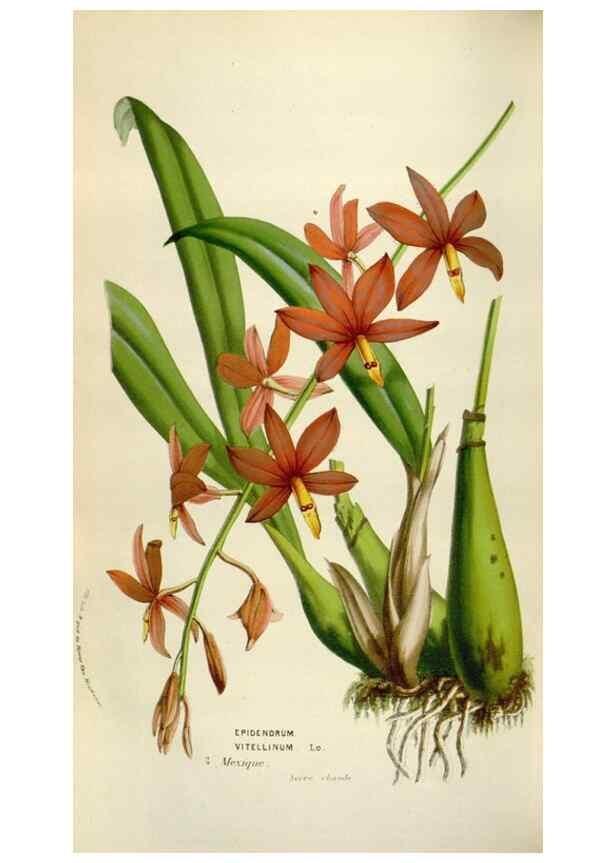 Reproducción/Reproduction 49584283872: Flore des serres et des jardins de l'Europe. A Gand :chez Louis van Houtte, eÌditeur,1845-1880.. 