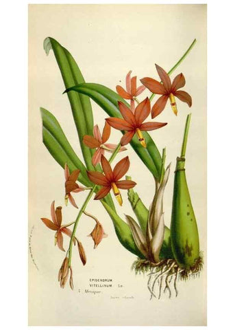 Reproducción/Reproduction 49584283872: Flore des serres et des jardins de l'Europe. A Gand :chez Louis van Houtte, eÌditeur,1845-1880.. 