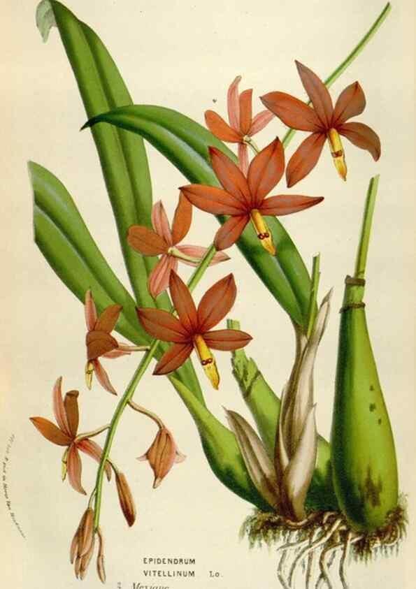 Reproducción/Reproduction 49584283872: Flore des serres et des jardins de l'Europe. A Gand :chez Louis van Houtte, eÌditeur,1845-1880.. 