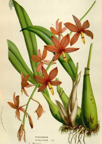Reproducción/Reproduction 49584283872: Flore des serres et des jardins de l'Europe. A Gand :chez Louis van Houtte, eÌditeur,1845-1880.. 