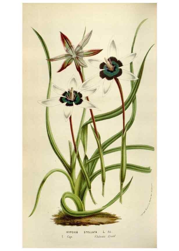 Reproducción/Reproduction 49584284172: Flore des serres et des jardins de l'Europe. A Gand :chez Louis van Houtte, eÌditeur,1845-1880.. 