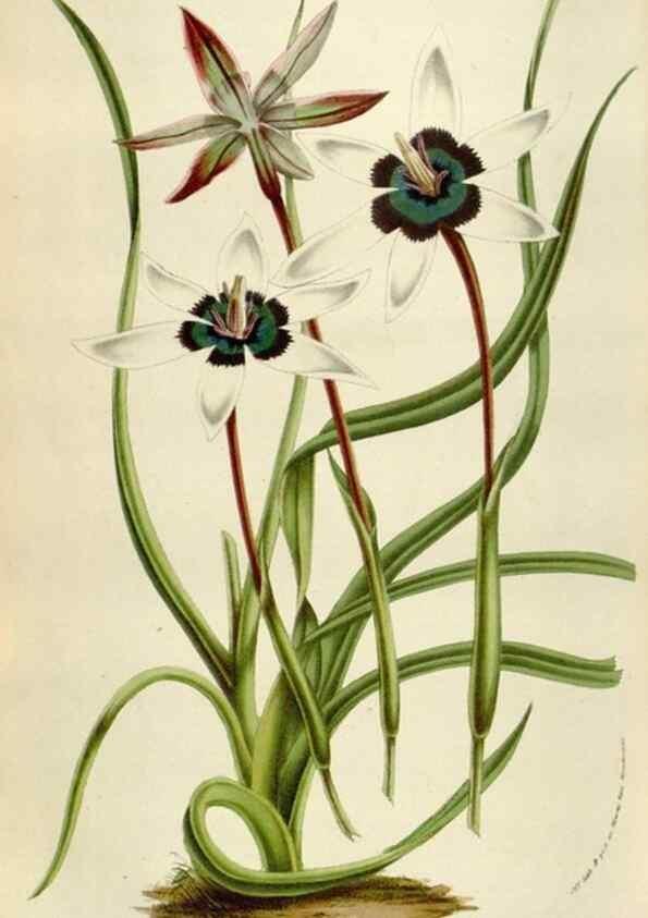 Reproducción/Reproduction 49584284172: Flore des serres et des jardins de l'Europe. A Gand :chez Louis van Houtte, eÌditeur,1845-1880.. 