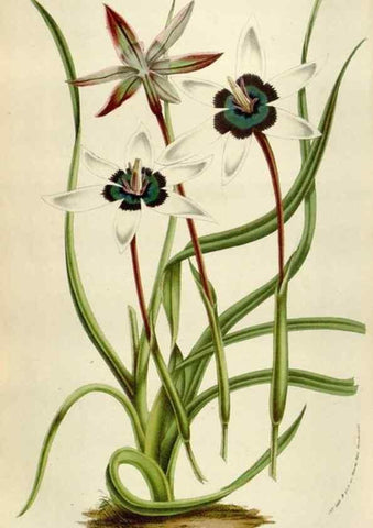 Reproducción/Reproduction 49584284172: Flore des serres et des jardins de l'Europe. A Gand :chez Louis van Houtte, eÌditeur,1845-1880.. 