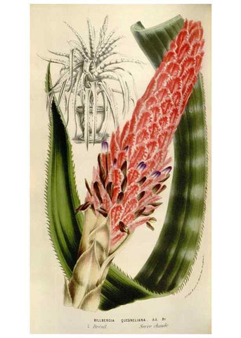 Reproducción/Reproduction 49583554163: Flore des serres et des jardins de l'Europe. A Gand :chez Louis van Houtte, eÌditeur,1845-1880.. 