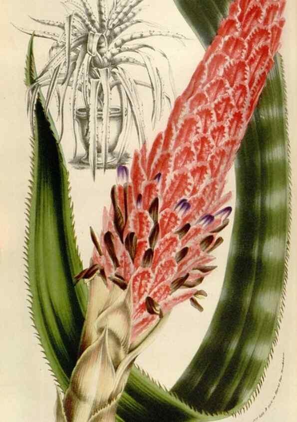 Reproducción/Reproduction 49583554163: Flore des serres et des jardins de l'Europe. A Gand :chez Louis van Houtte, eÌditeur,1845-1880.. 