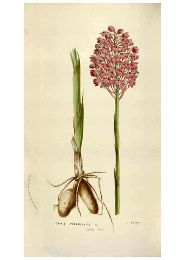 Reproducción/Reproduction 49583554513: Flore des serres et des jardins de l'Europe. A Gand :chez Louis van Houtte, eÌditeur,1845-1880.. 