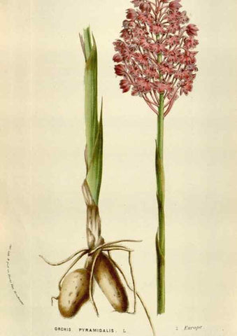 Reproducción/Reproduction 49583554513: Flore des serres et des jardins de l'Europe. A Gand :chez Louis van Houtte, eÌditeur,1845-1880.. 
