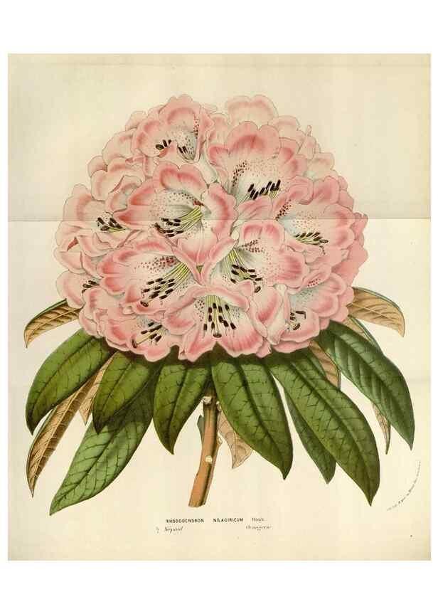 Reproducción/Reproduction 49584285217: Flore des serres et des jardins de l'Europe. A Gand :chez Louis van Houtte, eÌditeur,1845-1880.. 