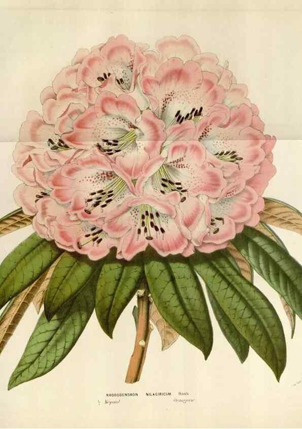 Reproducción/Reproduction 49584285217: Flore des serres et des jardins de l'Europe. A Gand :chez Louis van Houtte, eÌditeur,1845-1880.. 