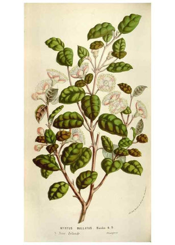 Reproducción/Reproduction 49583555063: Flore des serres et des jardins de l'Europe. A Gand :chez Louis van Houtte, eÌditeur,1845-1880.. 