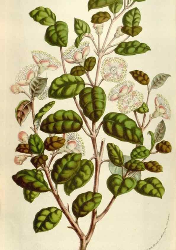 Reproducción/Reproduction 49583555063: Flore des serres et des jardins de l'Europe. A Gand :chez Louis van Houtte, eÌditeur,1845-1880.. 