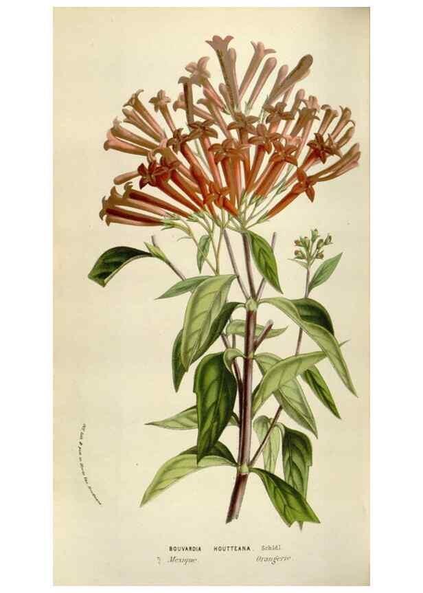 Reproducción/Reproduction 49584283197: Flore des serres et des jardins de l'Europe. A Gand :chez Louis van Houtte, eÌditeur,1845-1880.. 