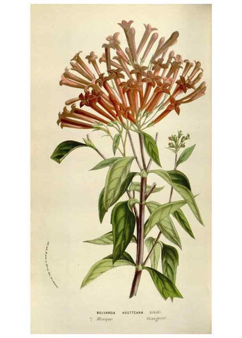 Reproducción/Reproduction 49584283197: Flore des serres et des jardins de l'Europe. A Gand :chez Louis van Houtte, eÌditeur,1845-1880.. 