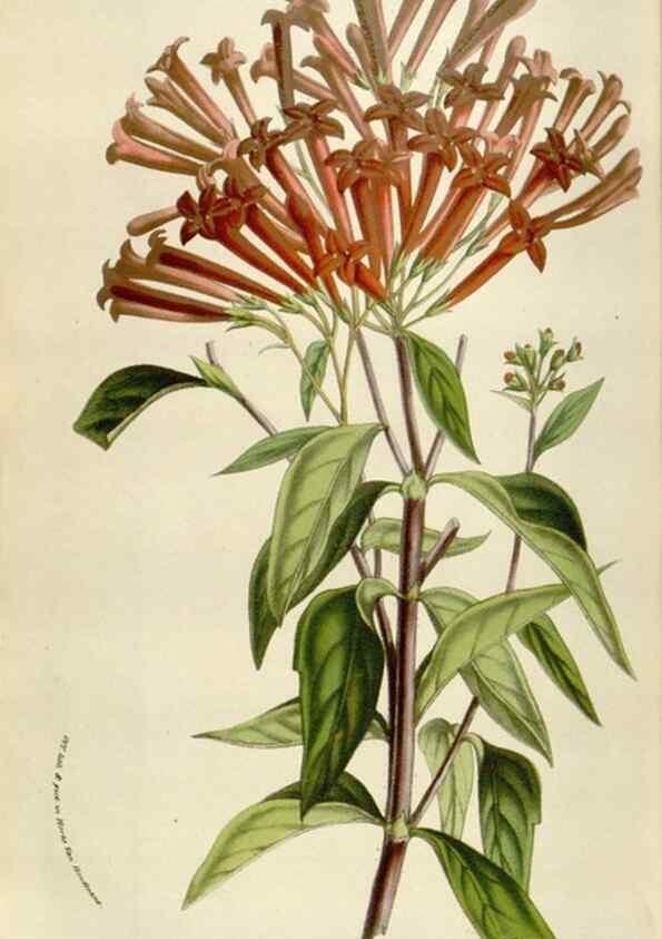Reproducción/Reproduction 49584283197: Flore des serres et des jardins de l'Europe. A Gand :chez Louis van Houtte, eÌditeur,1845-1880.. 