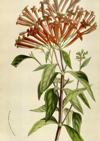 Reproducción/Reproduction 49584283197: Flore des serres et des jardins de l'Europe. A Gand :chez Louis van Houtte, eÌditeur,1845-1880.. 