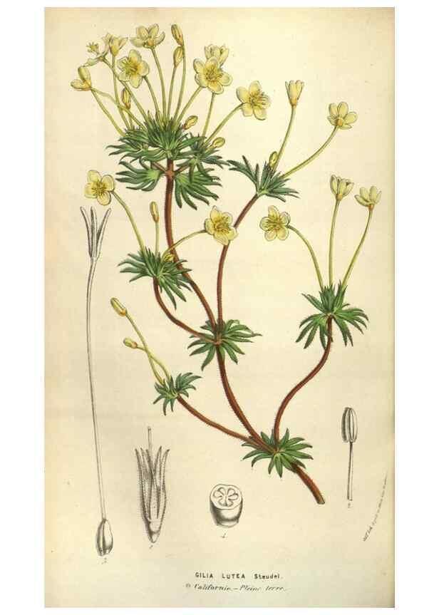Reproducción/Reproduction 49584058377: Flore des serres et des jardins de l'Europe. A Gand :chez Louis van Houtte, eÌditeur,1845-1880.. 