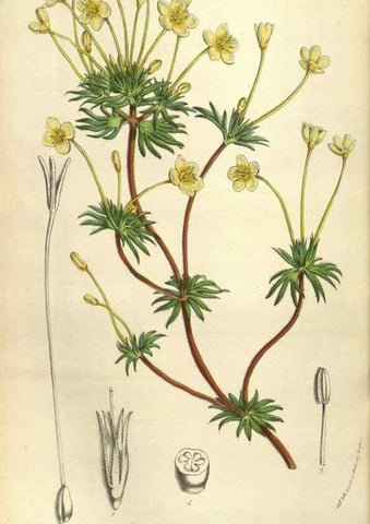 Reproducción/Reproduction 49584058377: Flore des serres et des jardins de l'Europe. A Gand :chez Louis van Houtte, eÌditeur,1845-1880.. 