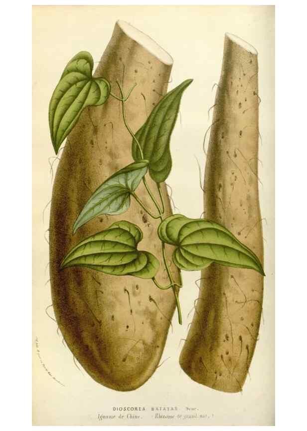 Reproducción/Reproduction 49583531673: Flore des serres et des jardins de l'Europe. A Gand :chez Louis van Houtte, eÌditeur,1845-1880.. 