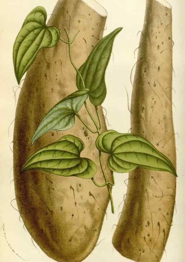 Reproducción/Reproduction 49583531673: Flore des serres et des jardins de l'Europe. A Gand :chez Louis van Houtte, eÌditeur,1845-1880.. 