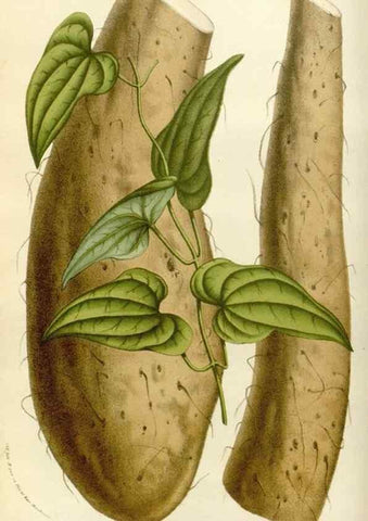 Reproducción/Reproduction 49583531673: Flore des serres et des jardins de l'Europe. A Gand :chez Louis van Houtte, eÌditeur,1845-1880.. 