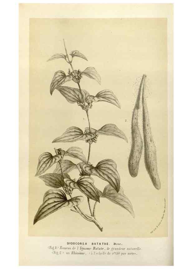 Reproducción/Reproduction 49584029371: Flore des serres et des jardins de l'Europe. A Gand :chez Louis van Houtte, eÌditeur,1845-1880.. 