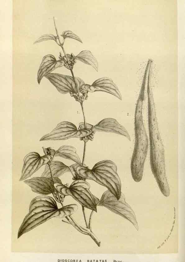 Reproducción/Reproduction 49584029371: Flore des serres et des jardins de l'Europe. A Gand :chez Louis van Houtte, eÌditeur,1845-1880.. 