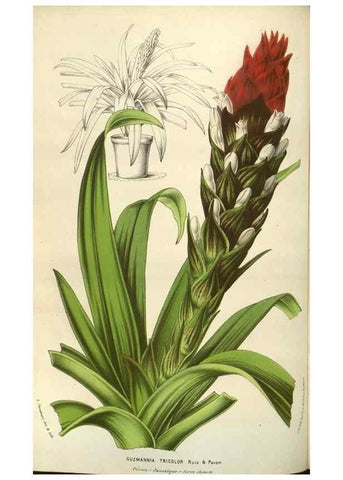 Reproducción/Reproduction 49583832071: Flore des serres et des jardins de l'Europe. A Gand :chez Louis van Houtte, eÌditeur,1845-1880.. 