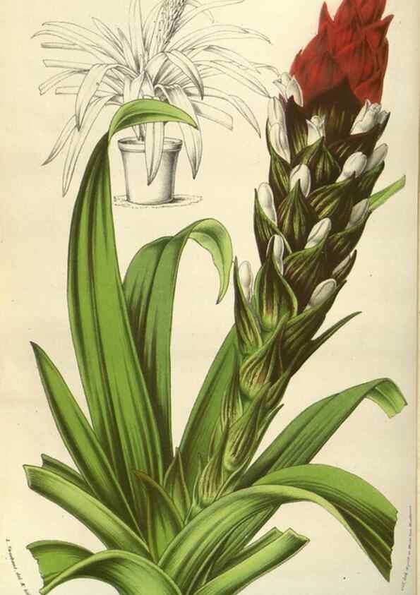 Reproducción/Reproduction 49583832071: Flore des serres et des jardins de l'Europe. A Gand :chez Louis van Houtte, eÌditeur,1845-1880.. 