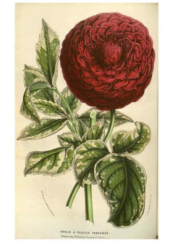 Reproducción/Reproduction 49583832451: Flore des serres et des jardins de l'Europe. A Gand :chez Louis van Houtte, eÌditeur,1845-1880.. 