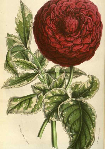 Reproducción/Reproduction 49583832451: Flore des serres et des jardins de l'Europe. A Gand :chez Louis van Houtte, eÌditeur,1845-1880.. 