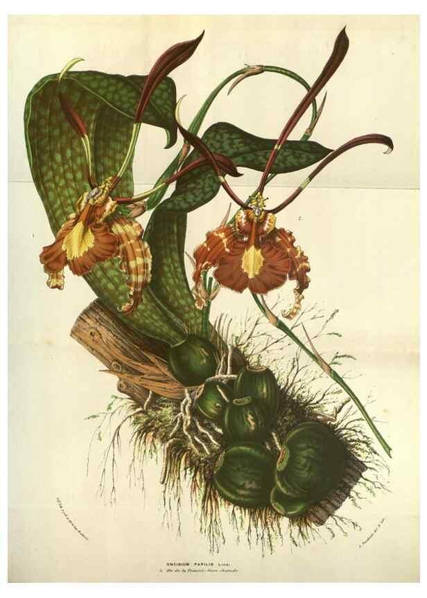 Reproducción/Reproduction 49584066102: Flore des serres et des jardins de l'Europe. A Gand :chez Louis van Houtte, eÌditeur,1845-1880.. 