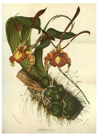 Reproducción/Reproduction 49584066102: Flore des serres et des jardins de l'Europe. A Gand :chez Louis van Houtte, eÌditeur,1845-1880.. 