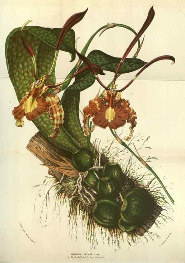Reproducción/Reproduction 49584066102: Flore des serres et des jardins de l'Europe. A Gand :chez Louis van Houtte, eÌditeur,1845-1880.. 