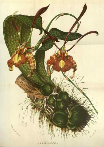 Reproducción/Reproduction 49584066102: Flore des serres et des jardins de l'Europe. A Gand :chez Louis van Houtte, eÌditeur,1845-1880.. 