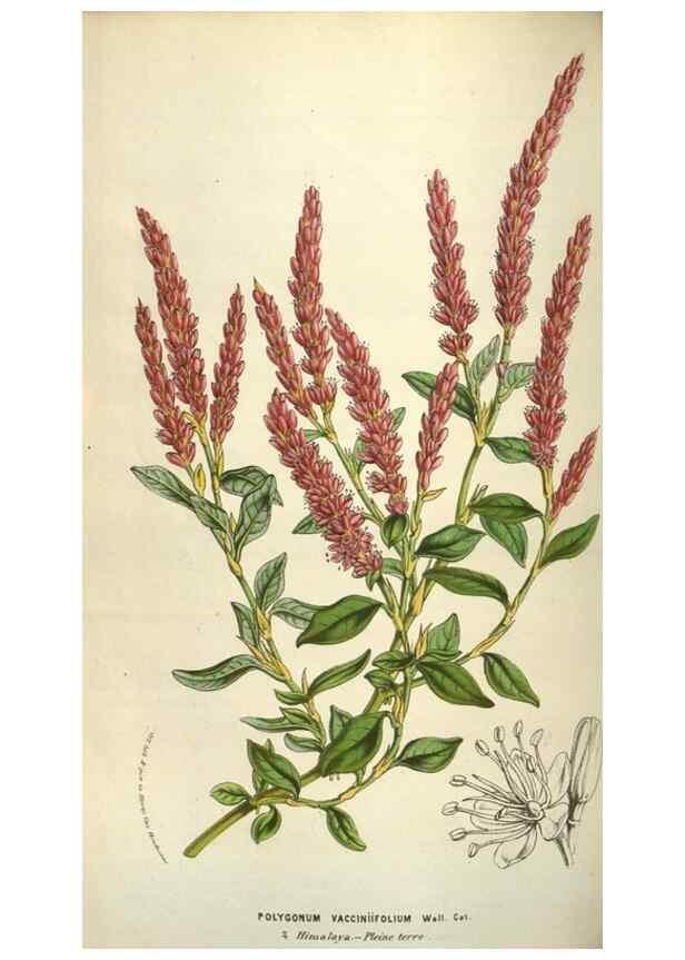 Reproducción/Reproduction 49583833366: Flore des serres et des jardins de l'Europe. A Gand :chez Louis van Houtte, eÌditeur,1845-1880.. 