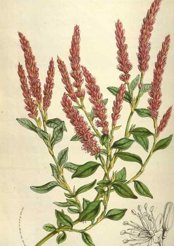 Reproducción/Reproduction 49583833366: Flore des serres et des jardins de l'Europe. A Gand :chez Louis van Houtte, eÌditeur,1845-1880.. 
