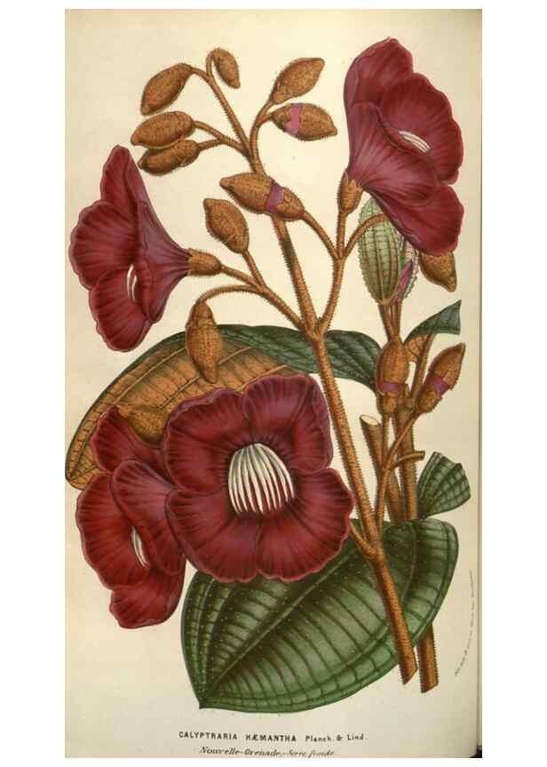 Reproducción/Reproduction 49583833616: Flore des serres et des jardins de l'Europe. A Gand :chez Louis van Houtte, eÌditeur,1845-1880.. 
