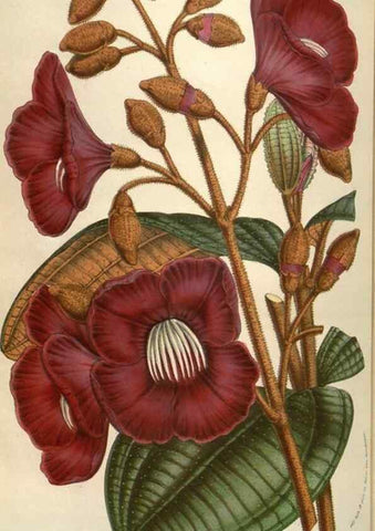 Reproducción/Reproduction 49583833616: Flore des serres et des jardins de l'Europe. A Gand :chez Louis van Houtte, eÌditeur,1845-1880.. 