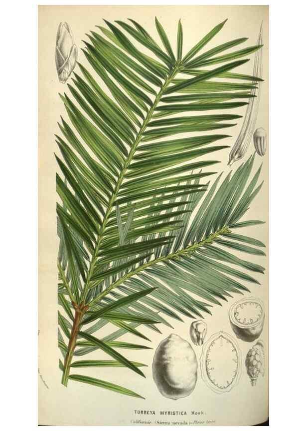 Reproducción/Reproduction 49584067122: Flore des serres et des jardins de l'Europe. A Gand :chez Louis van Houtte, eÌditeur,1845-1880.. 