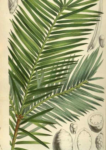 Reproducción/Reproduction 49584067122: Flore des serres et des jardins de l'Europe. A Gand :chez Louis van Houtte, eÌditeur,1845-1880.. 