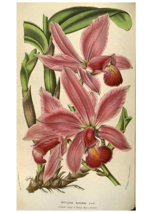 Reproducción/Reproduction 49583834171: Flore des serres et des jardins de l'Europe. A Gand :chez Louis van Houtte, eÌditeur,1845-1880.. 